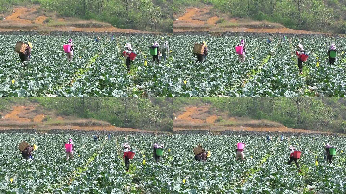 云南怒江傈僳族自治州泸水市正在采摘的农民