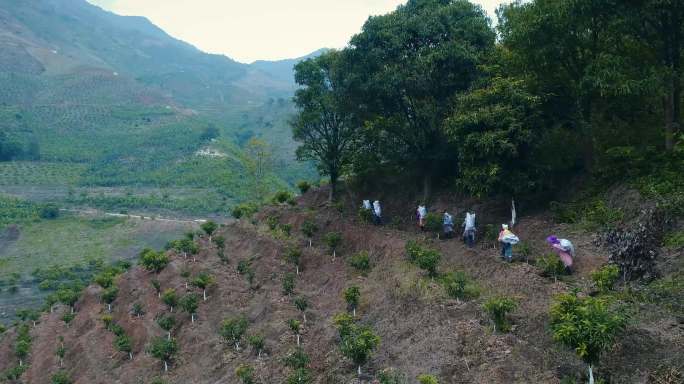 4K 热带水果基地 一群少数民数上山施肥