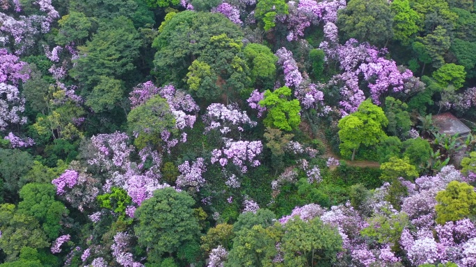 梧桐山杜鹃花