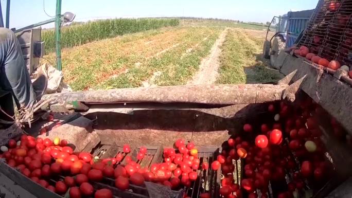 新疆收割机收割番茄的航拍