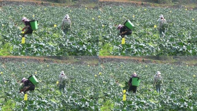 云南怒江傈僳族自治州泸水市正在采摘的农民