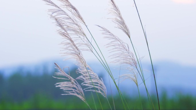 田间芦苇随风飘荡