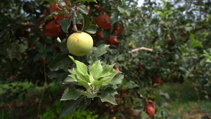 果园中的苹果 特写 慢动作