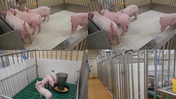 黑龙江省哈尔滨市的实验室内的猪