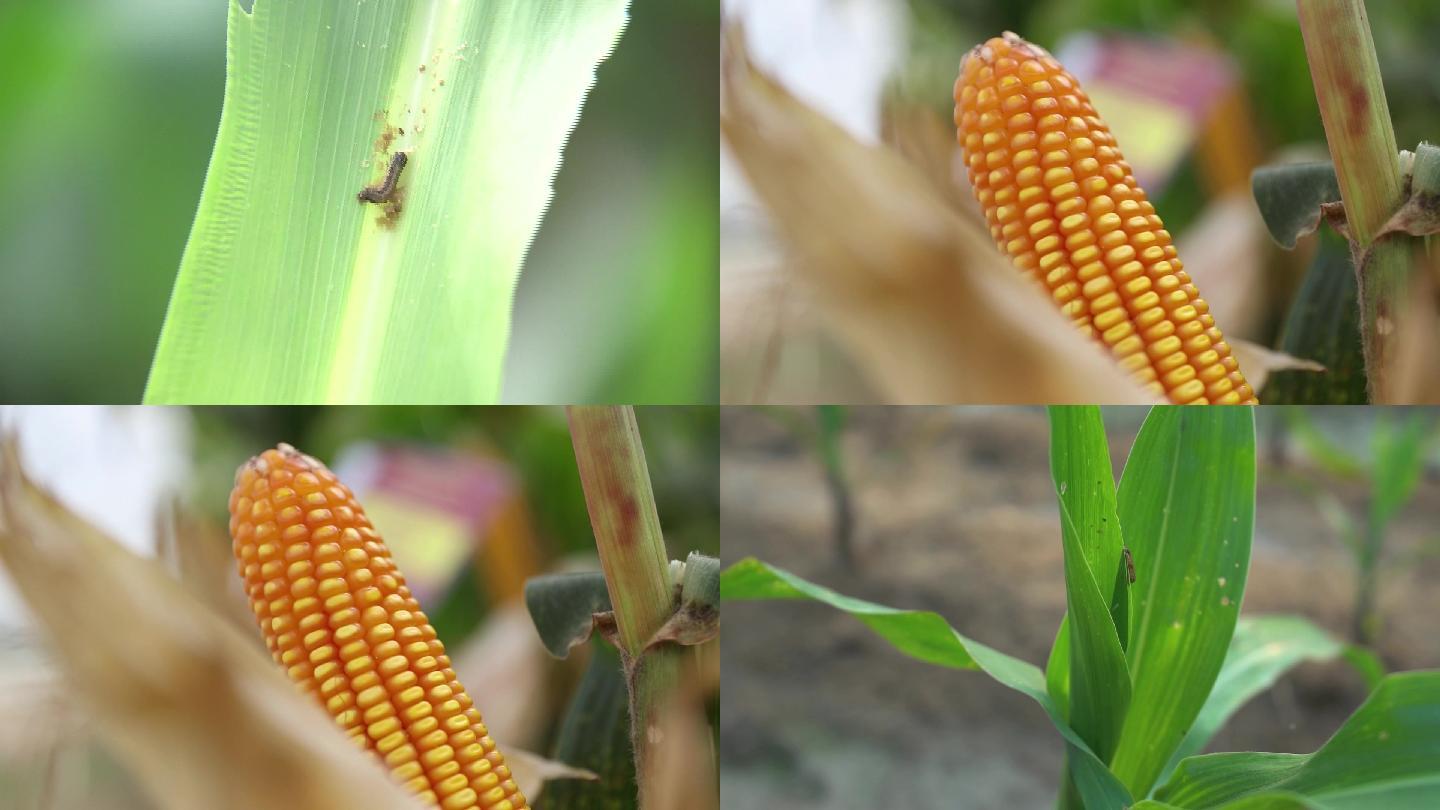海南三亚受自然灾害牵连的玉米作物