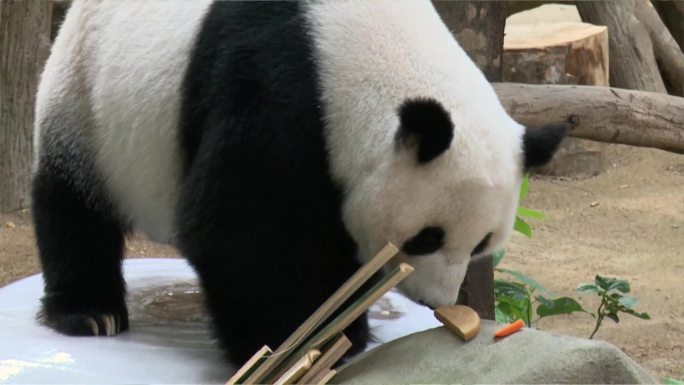 马来西亚吉隆坡嬉戏中的大熊猫