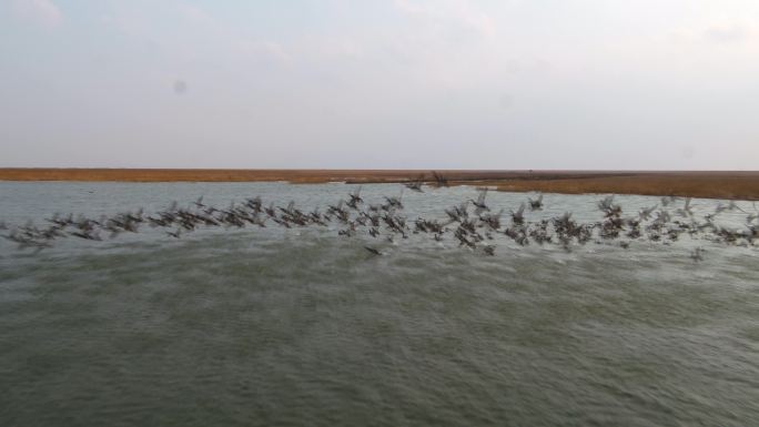 航拍上海横沙新洲横沙东滩湿地野鸟