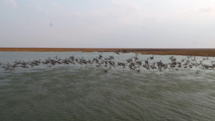 上海横沙东滩湿地野鸟