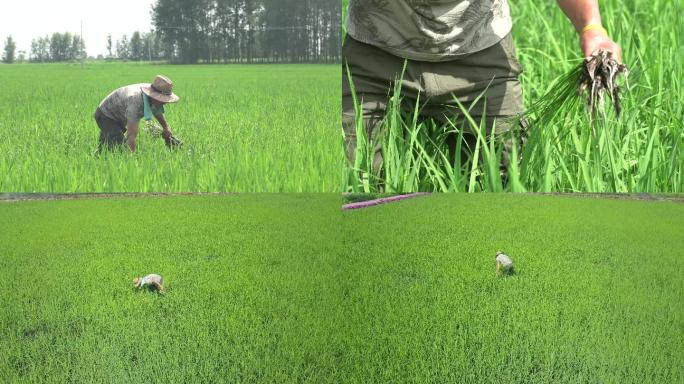 4K人工除草，水稻除草，田间劳作，农民