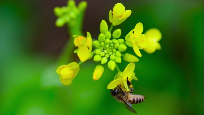 采花蜂苦蜜方甜：春天蜜蜂田野吮吸油菜花