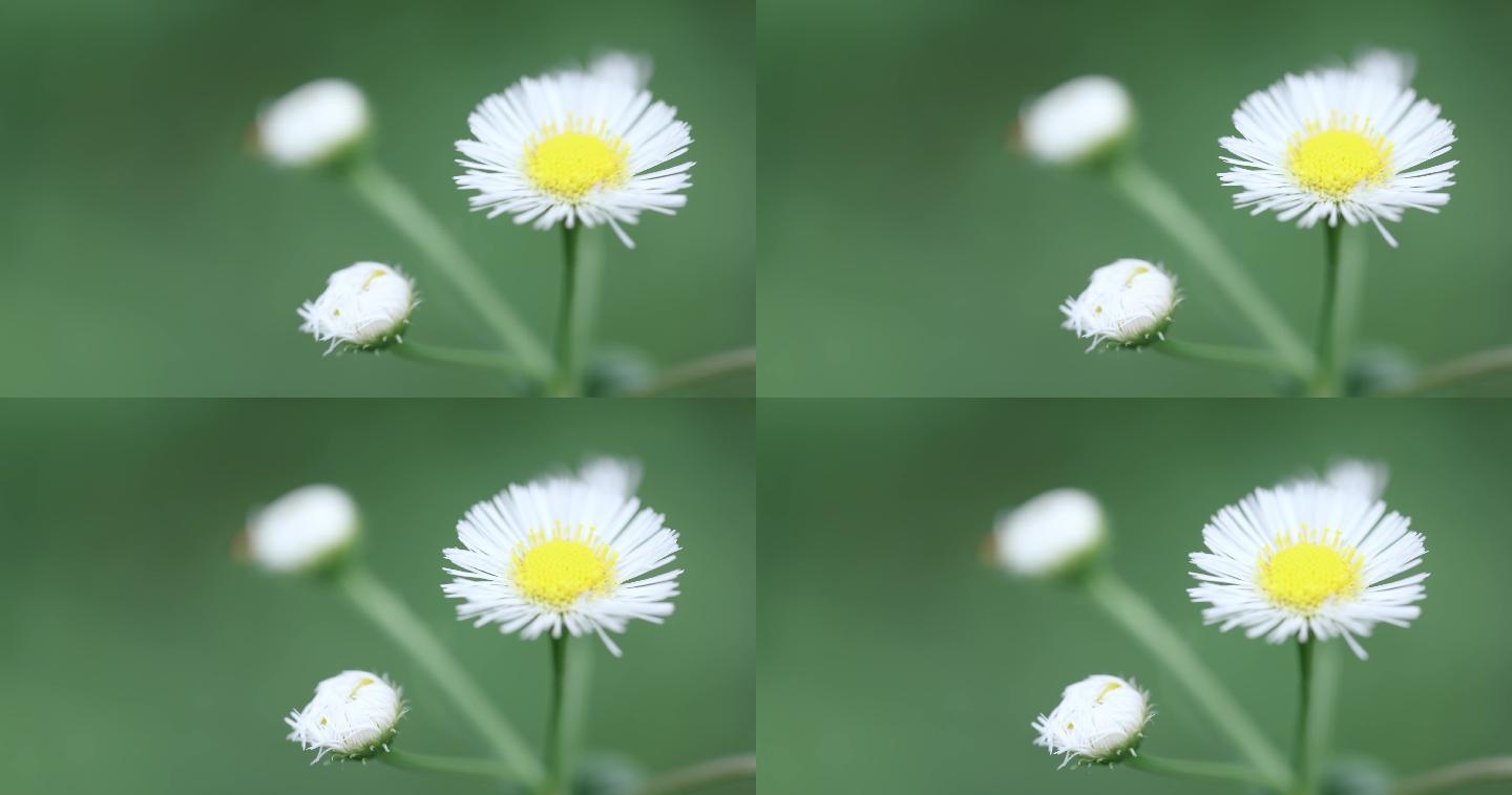 【正版素材】特写一年蓬微风白花固定