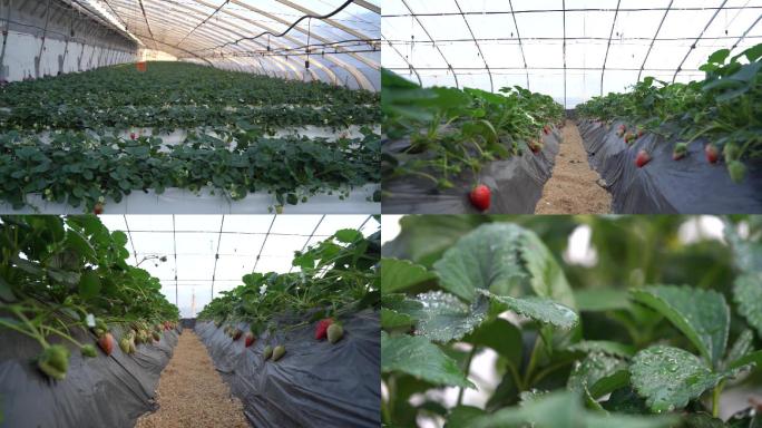 草莓 绿色种植 现代化种植