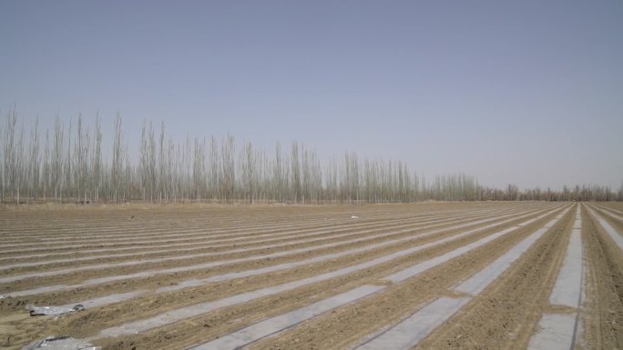 新疆维吾尔自治区的棉花田