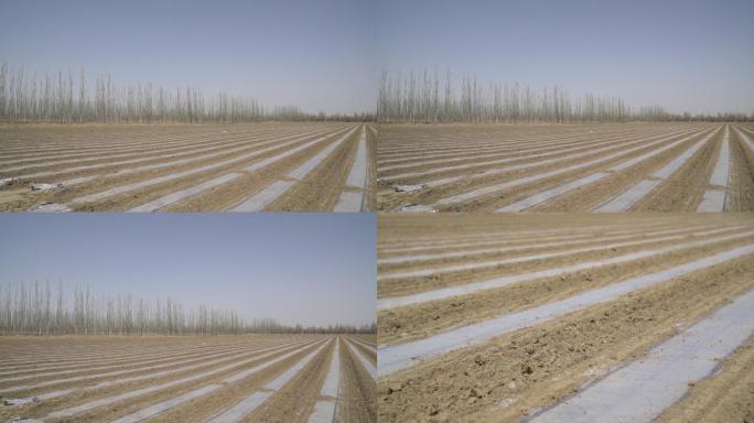 新疆维吾尔自治区的棉花田