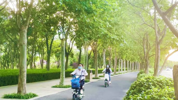 自行车道 绿树成荫