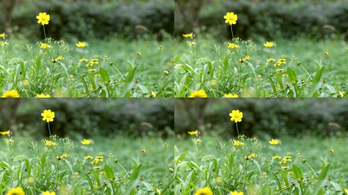 【正版素材】全景金鸡菊黄花绿叶横移