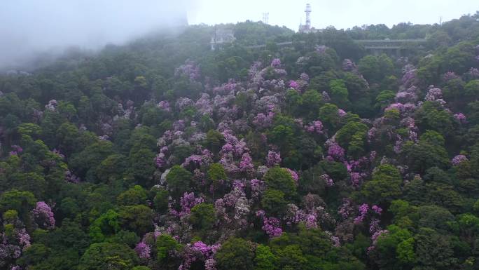 梧桐山杜鹃花