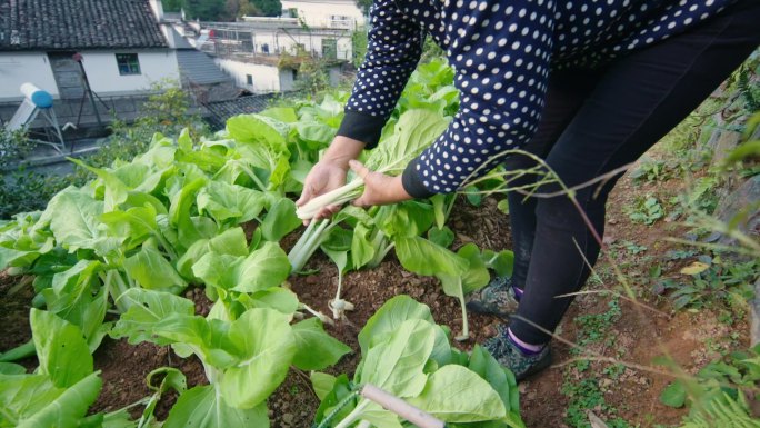 田园采摘蔬菜