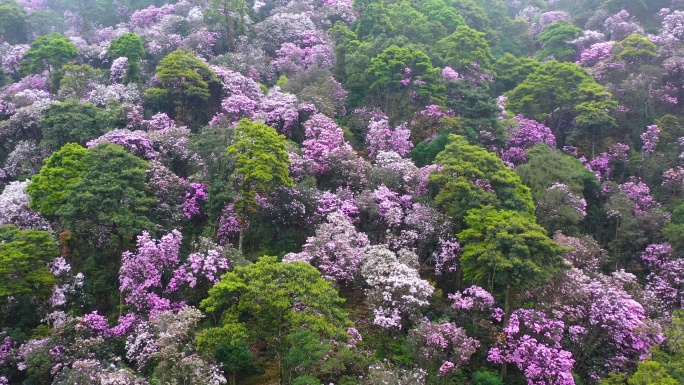 漫山遍野的杜鹃花