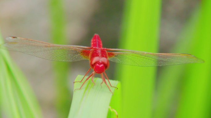 红蜻蜓