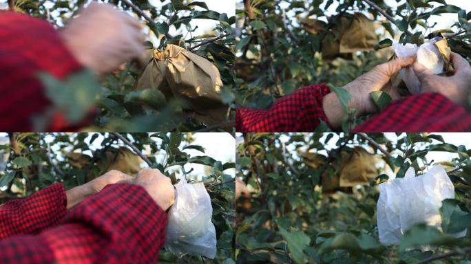 果农拆苹果套袋苹果种植