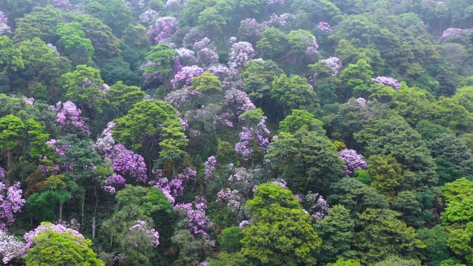 深圳梧桐山