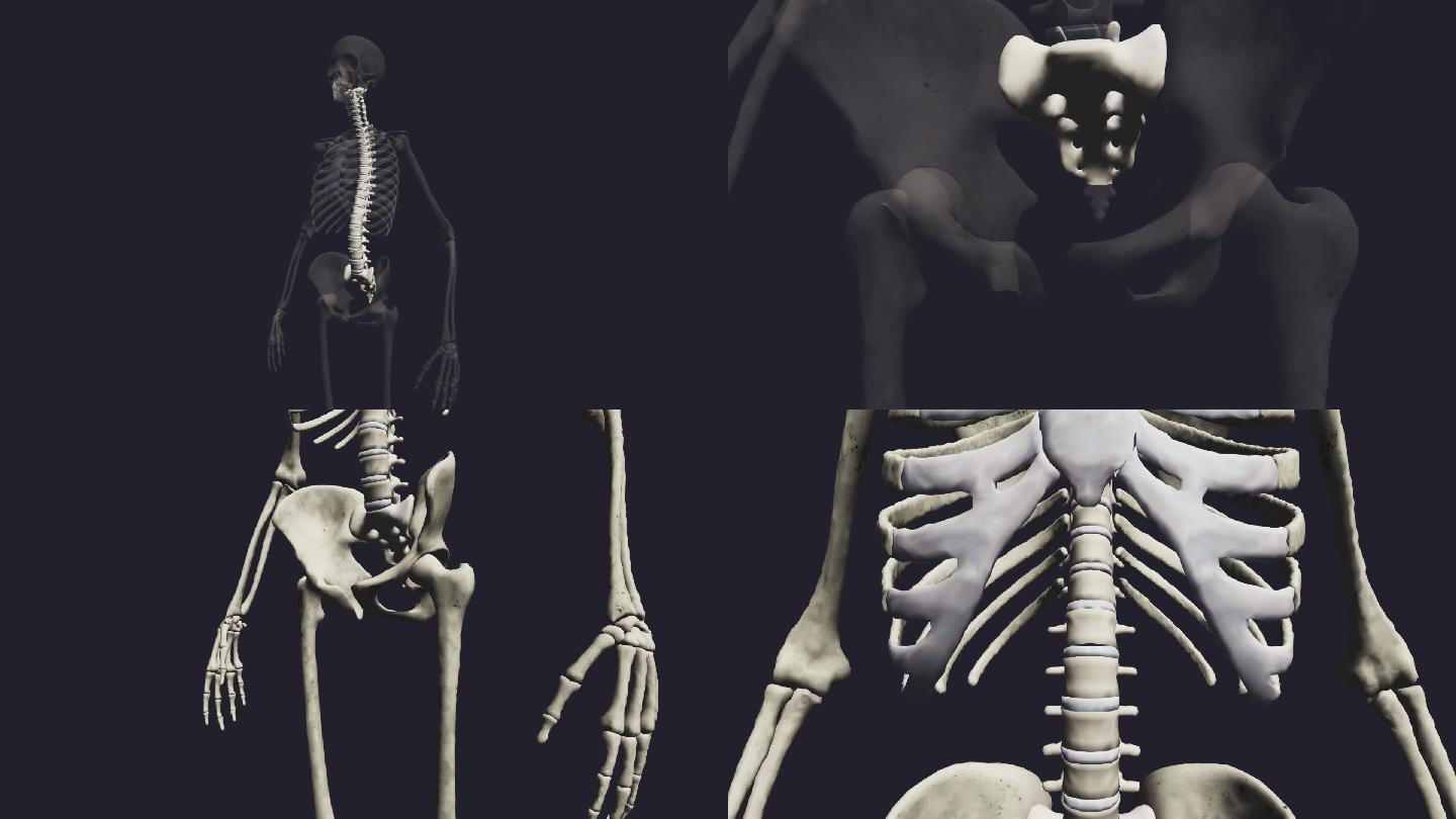 3d人体骨骼全身特写