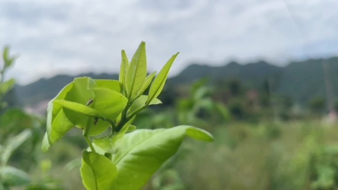 黄龙病木虱