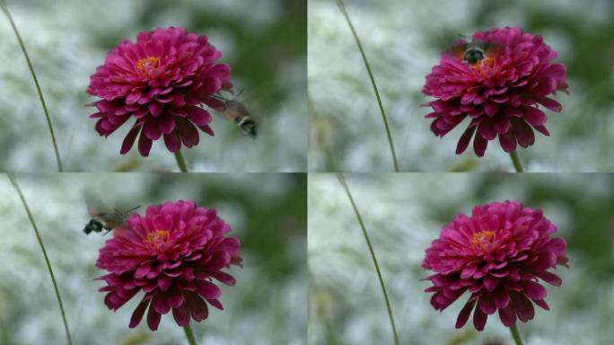 【正版素材】特写百日菊昆虫采蜜自然横移