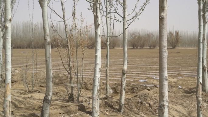 新疆维吾尔自治区和田地区乡村的树木