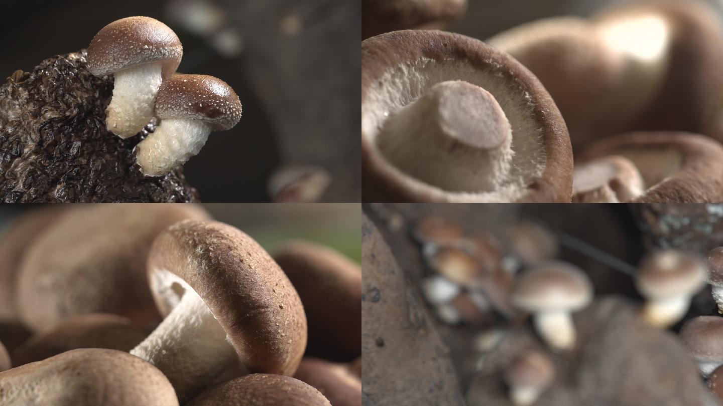 蘑菇实拍