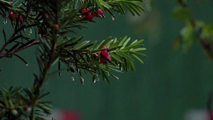 雨中的红豆杉实拍