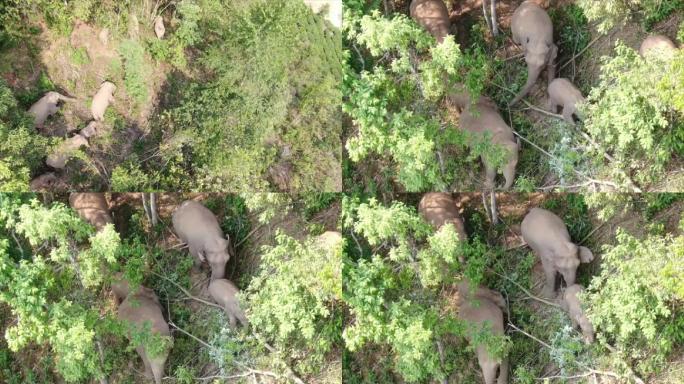 迁移至云南省普洱市树林中的大象群航拍