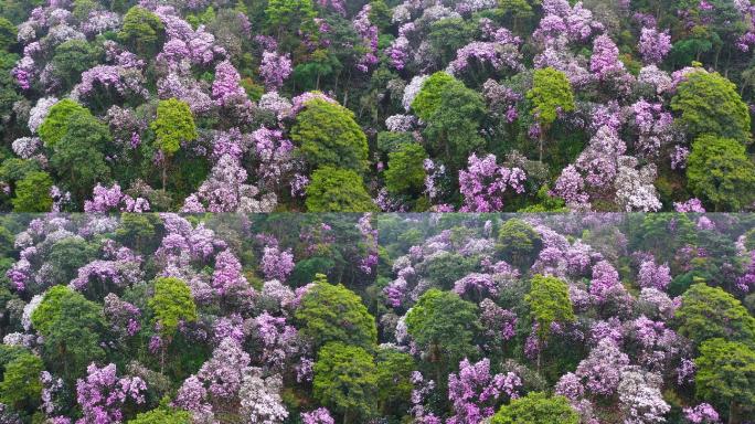 杜鹃花