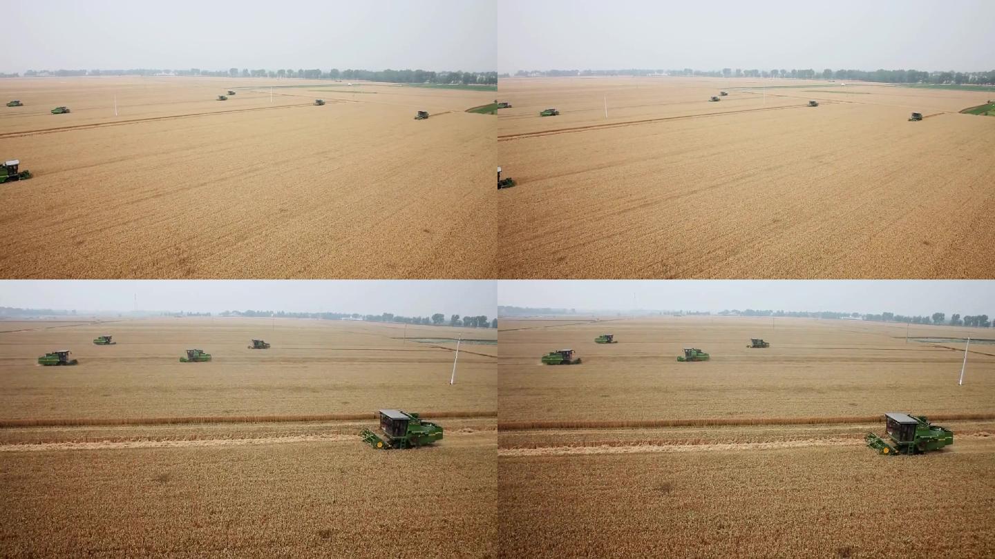 河南郑州机械收割小麦