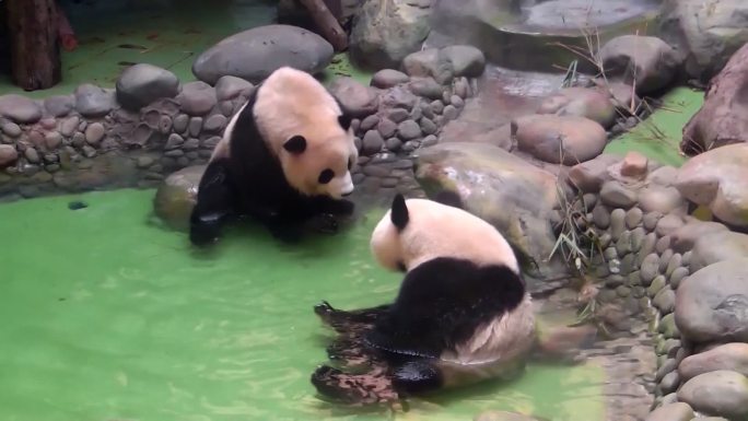 四川省成都市水塘玩耍的大熊猫