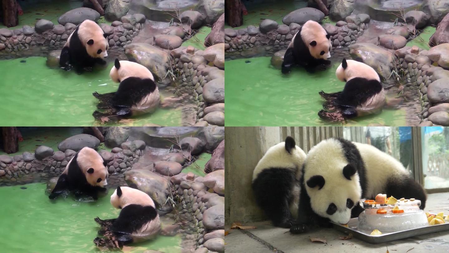 四川省成都市水塘玩耍的大熊猫
