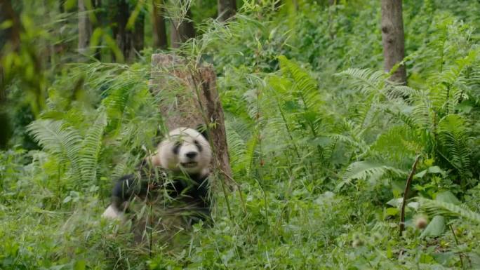 中国吃竹子的大熊猫