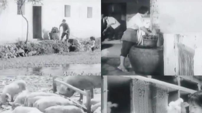 60-70年代家畜养殖
