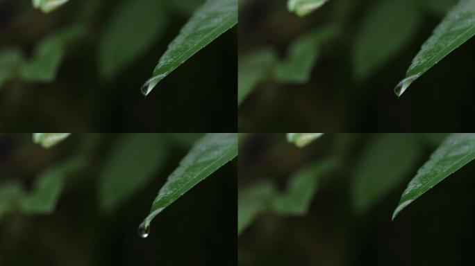 【正版素材】特写绿叶小雨自然水滴固定