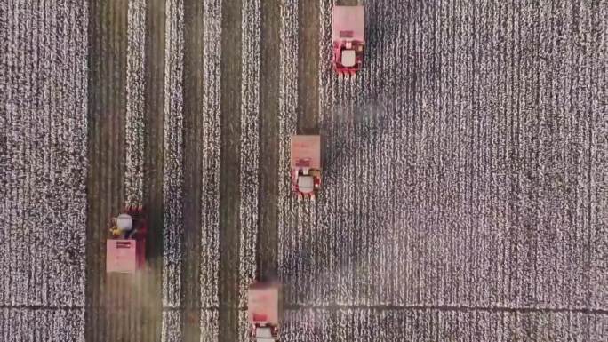 中国新疆维吾尔自治区棉花收割场景航拍