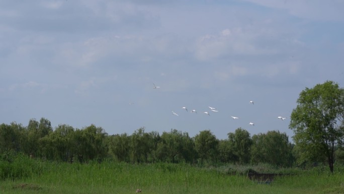 湿地 一群白鸟从草地上飞起
