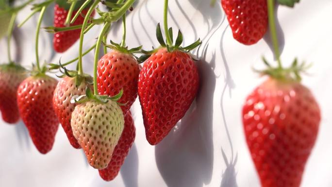 草莓 草莓实拍  绿色种植 农业