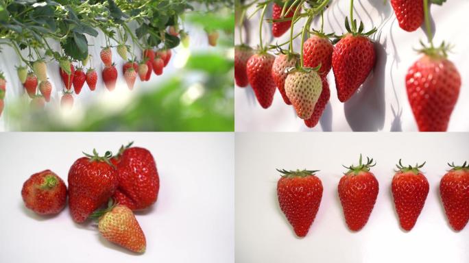 草莓 草莓实拍  绿色种植 农业