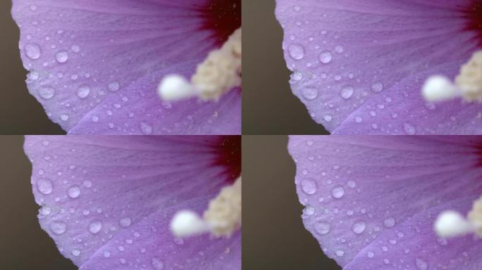 【正版素材】大特写木槿花小雨水珠自然横移