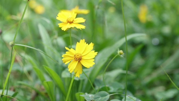 【正版素材】近景金鸡菊黄花绿叶横移