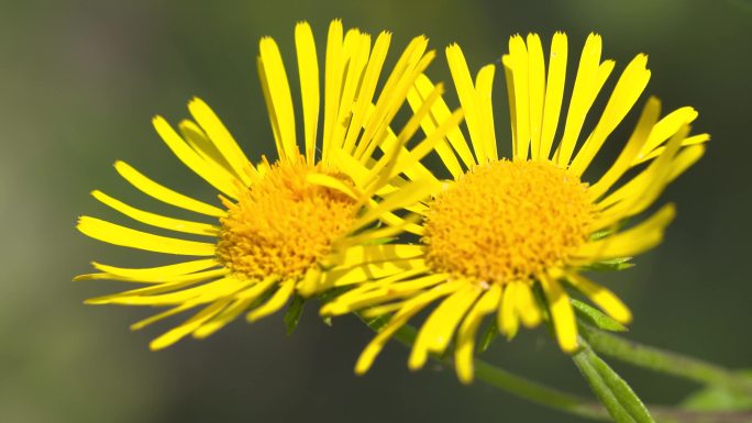 黄花旋覆花