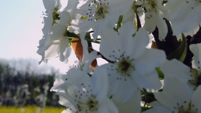 花开和蜜蜂特写视频素材