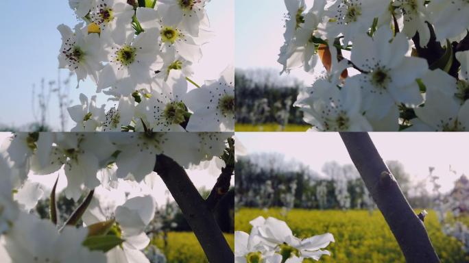 花开和蜜蜂特写视频素材