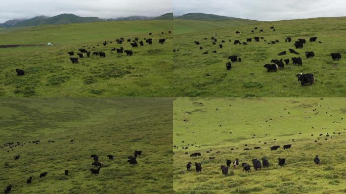 甘南旅游草原牧场放牧牦牛吃草航拍视频